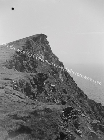 CLIFFS LOOKING N. WITH SHEEP